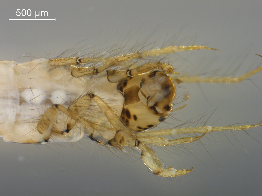 Ylodes detruncatus